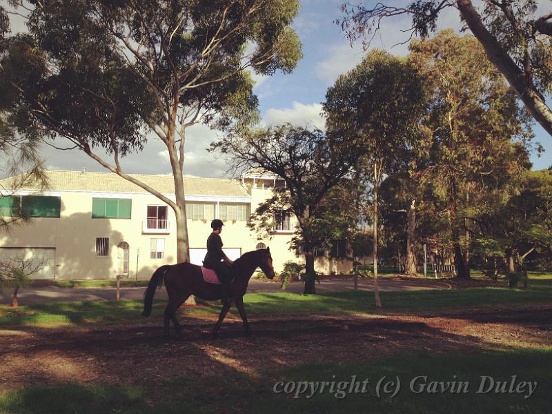 Horse and rider, parklands, North Adelaide IMG_2815.JPG